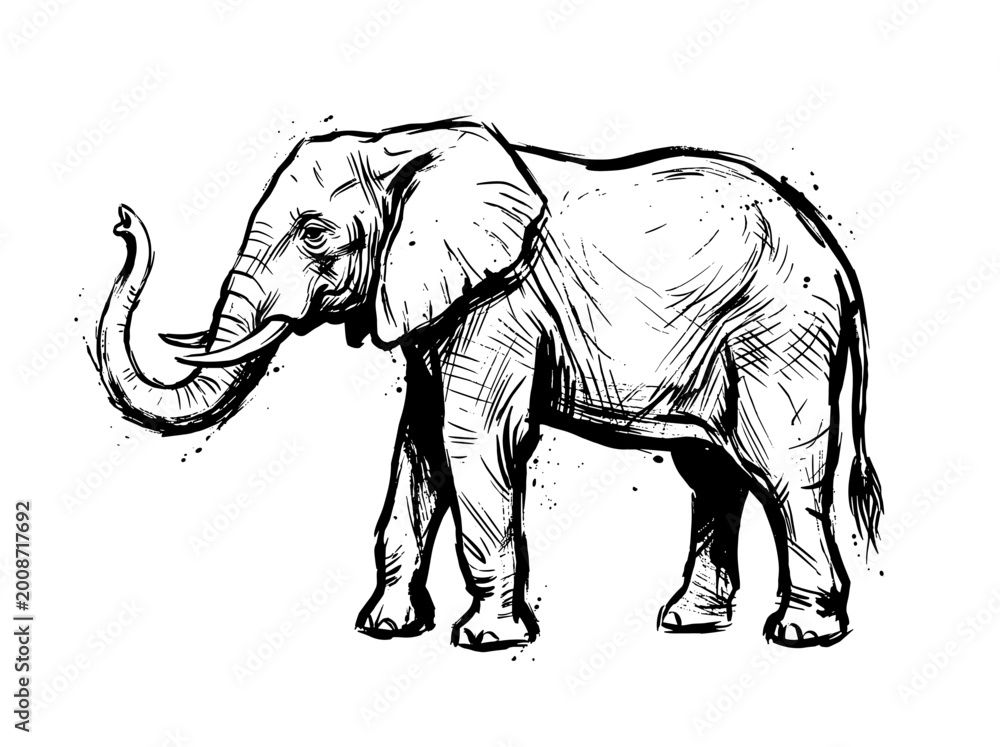 Fototapeta premium Elephant standing with raised trunk, minimalist expressive brush line art engraving, isolated on white background