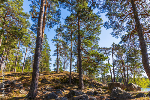 Fotografía Beautiful view of tall pine trees on rocky hill beside lake with natural stone formations and clear sky