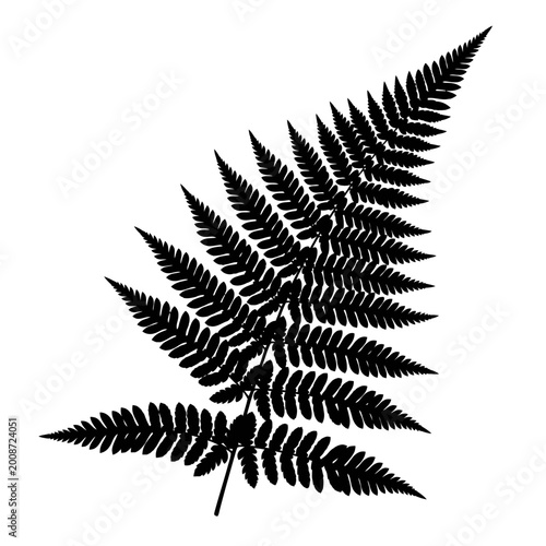 Elegant black fern silhouette showcasing detailed fronds and natural leaf structure for botanical artistry and nature-inspired