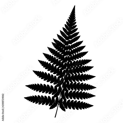 Detailed silhouette of a lush fern leaf showcasing intricate leaf structure and natural patterns for botanical illustration