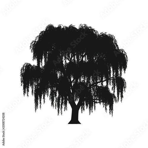 Silhouetted tree with hanging moss creating a mysterious natural scenery