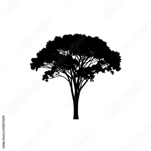 Silhouette of a mature tree with sprawling branches and dense foliage against a white background emphasizing natural botanical
