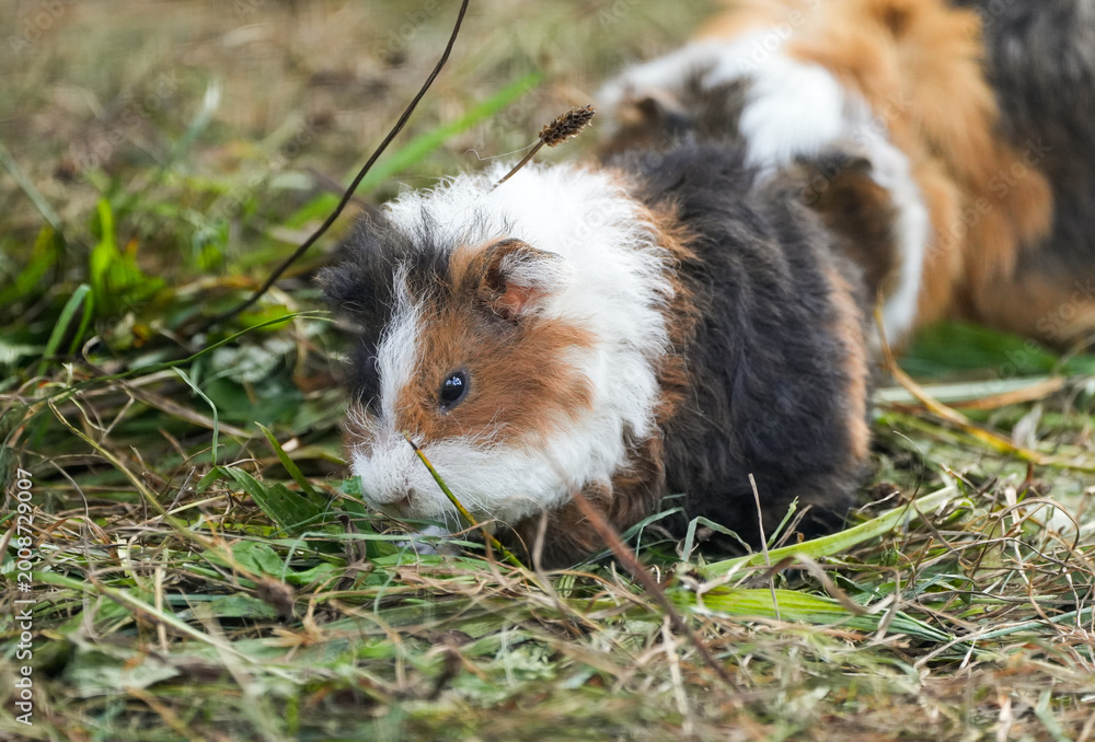 Fototapeta premium Portrait of a guinea pig with multicolored fur. Close-up of the animal. 