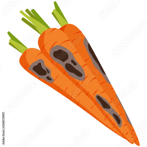 Tableau sur toile spoiled carrots, moldy carrots vector.