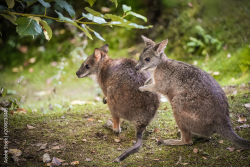 Portrait of a Parma wallaby in the wild. Notamacropus parma.
