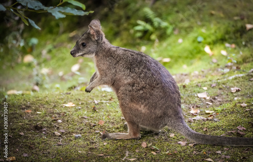Portrait of a Parma wallaby in the wild. Notamacropus parma.
