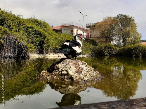 Un'anatra muta su uno scoglio al centro di uno stagno, si pulisce le penne.