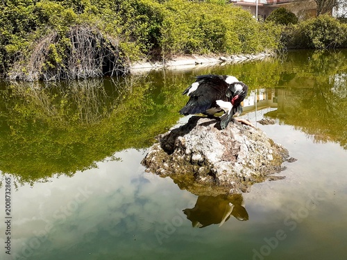 Un'anatra muta su uno scoglio al centro di uno stagno, si pulisce le penne.