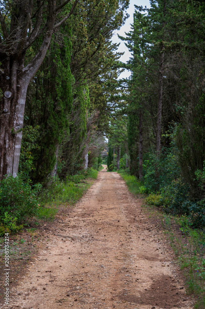 Obraz premium chemin forestier