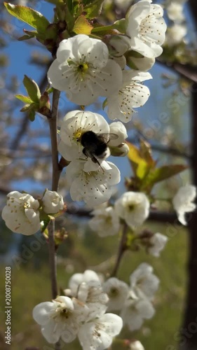 Bee on Cherry Blossom Branch in Spring Garden, Soft Natural Light, Pollination and Eco Nature Theme Video for Relaxation, Wellness