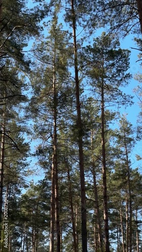 Peaceful Pine Forest Nature Video with Birds Singing, Soft Sunlight and Calm Green Landscape for Eco Themes, Relaxation, Meditation, Wellness and Background Ambience