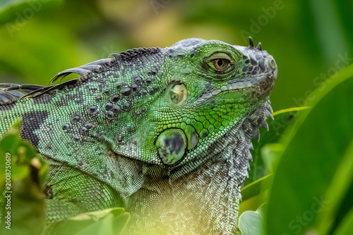Obraz na płótnie green iguana lizard