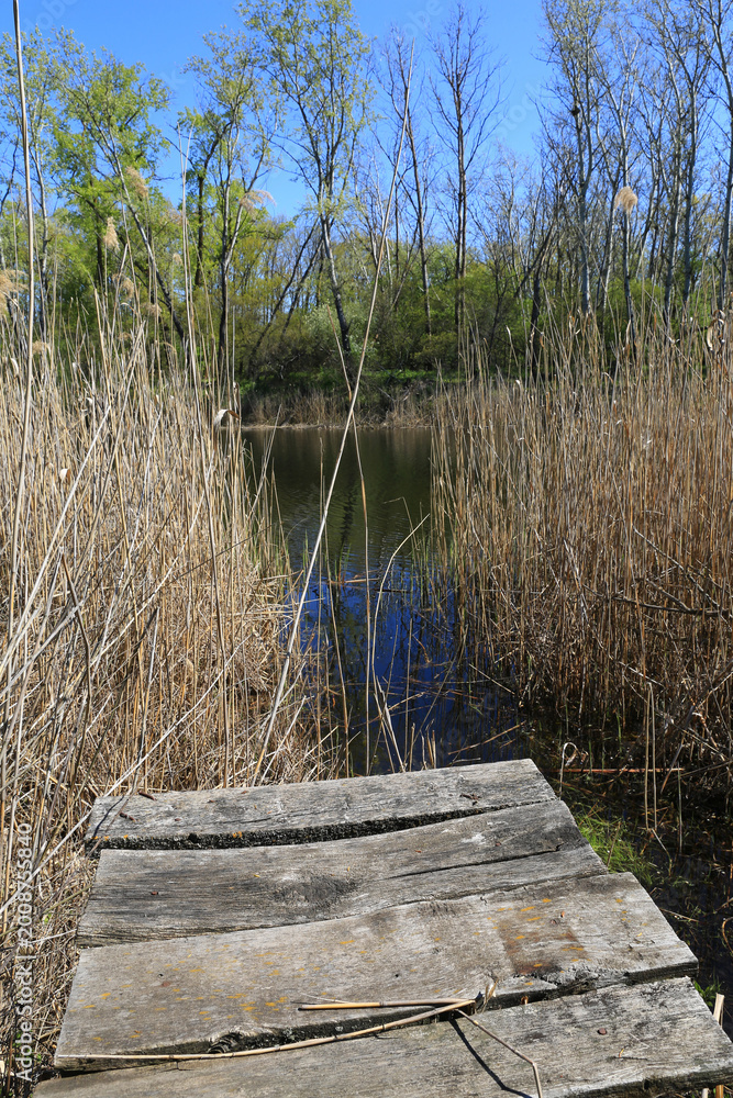 Fototapeta premium Rustic wooden dock leading to a tranquil pond surrounded by tall reeds and lush trees