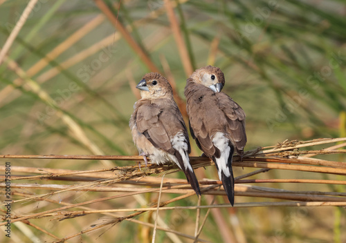 A pair of indian silverbill bird. this photo was taken from Bangladesh.