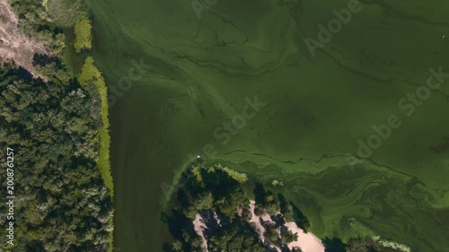 aerial view of vibrant green islands surrounded by waterways. river is polluted with green bacteria due to reproduction during summer water bloom. consequences of warming and technological pollution