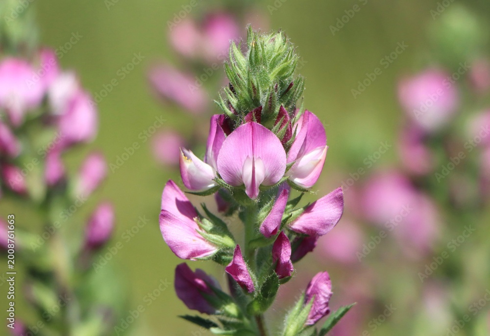 Fototapeta premium Ononis arvensis (field restharrow) growing in a meadow