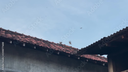 Low angle view of small birds flying over a rustic terracotta tiled roof against a clear blue sky. Peaceful everyday urban nature with copy space.