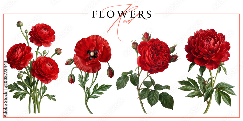 Fototapeta premium Red garden flowers isolated on a white background. Vintage painting style illustration.