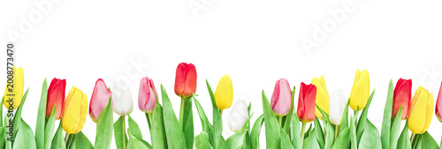 Row of yellow and pink tulips with green leaves at the bottom edge, isolated on white background, floral border, top view, copy space. High resolution image for spring design, cards, banners