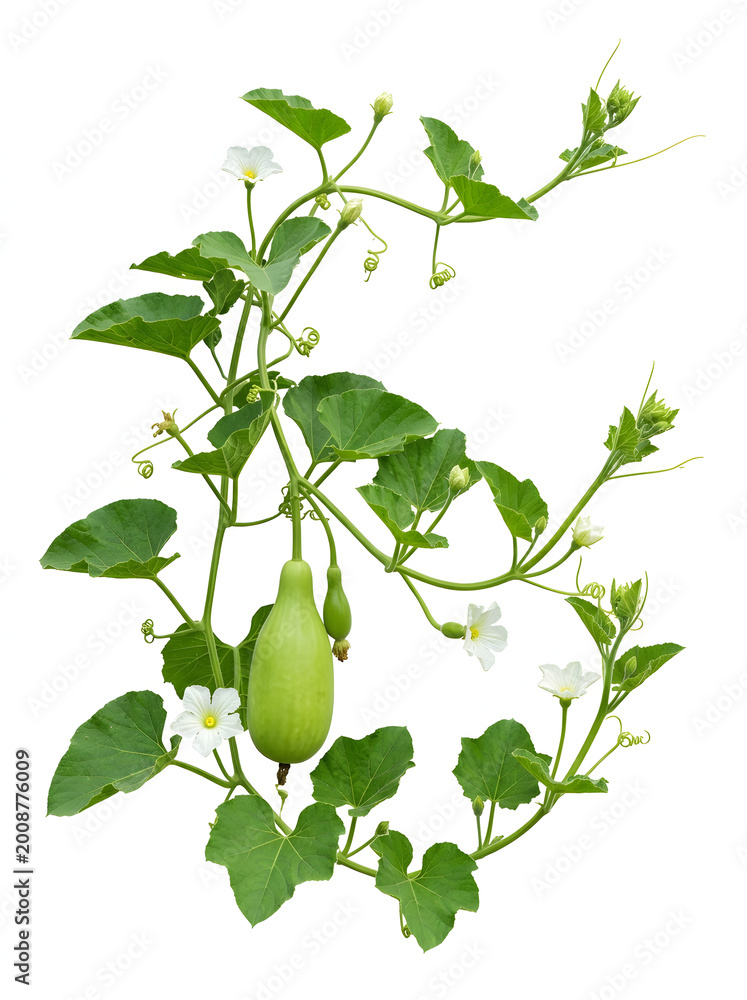 Obraz premium Bottle gourd plant vine with small white flowers and a single green fruit