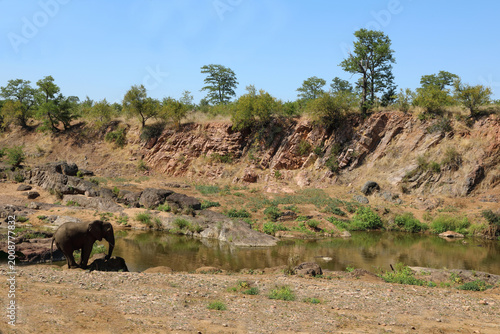 Fotografie Afrikanischer Elefant am Mphongolo River/ African elephant at Mphongolo River /