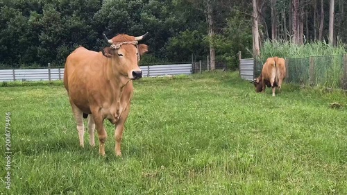 Brown cow standing in green pasture near fence with another cow grazing in rural farm landscape