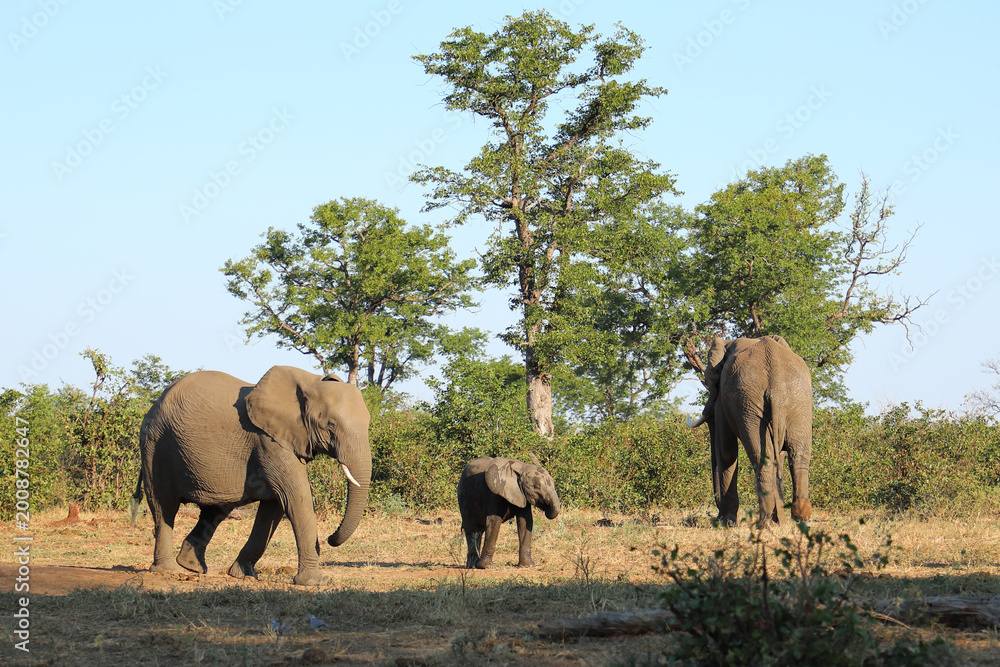 Fototapeta premium Afrikanischer Elefant / African elephant / Loxodonta africana