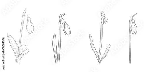 Foto Snowdrops, spring flowers, hand-drawn sketch