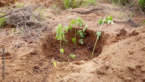 Several young green seedlings planted in a large hole in sandy soil