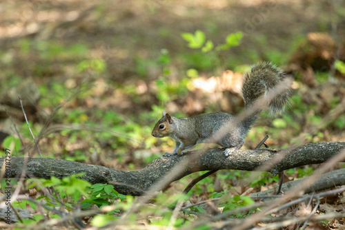 An Eastern gray squirrel on a tree branch in a woodland setting, showing alert posture and busy tail with soft natural background.