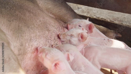 Extreme close up of newborn piglets nursing from a sow