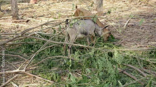 Two goats feeding on green tree branches in a fenced enclosure
