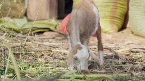 Young goat kid foraging for food near harvest sacks on a farm