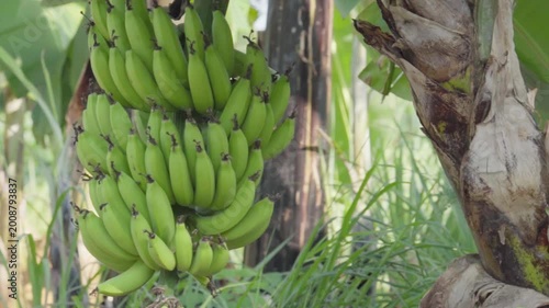 Large bunch of green bananas ripening on a tree