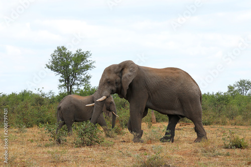 Photography Afrikanischer Elefant / African elephant / Loxodonta africana