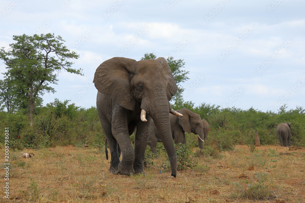 Fototapeta premium Afrikanischer Elefant / African elephant / Loxodonta africana