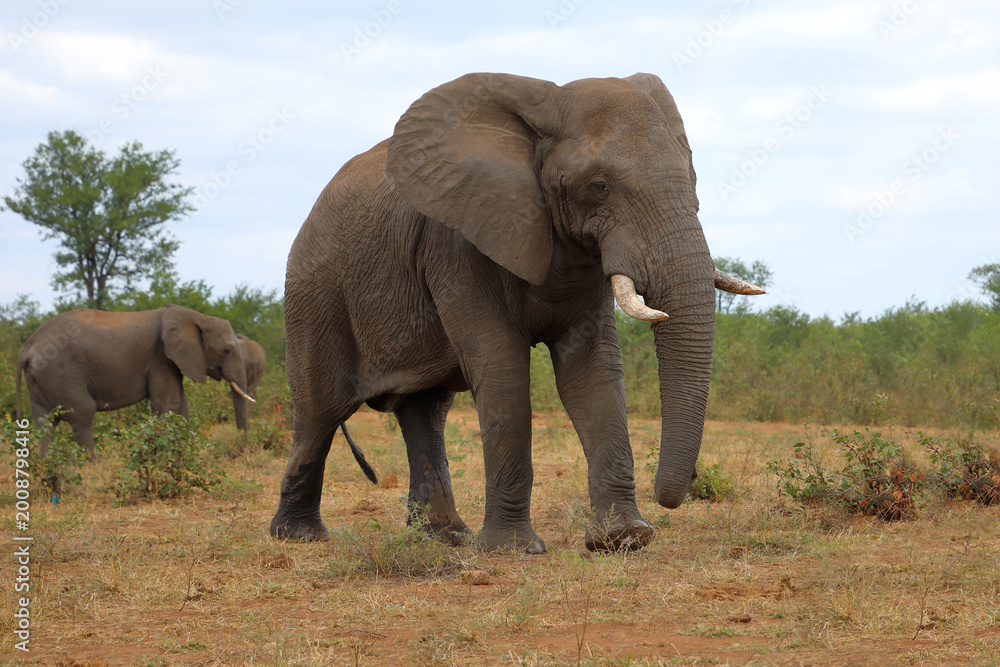Fototapeta premium Afrikanischer Elefant / African elephant / Loxodonta africana