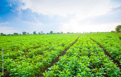 Obraz na płótnie Green soybean field in India, Agricultural industry.