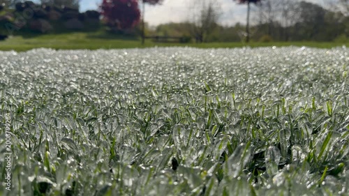 Close-up of grass blades encased in glistening ice after a cold morning freeze
