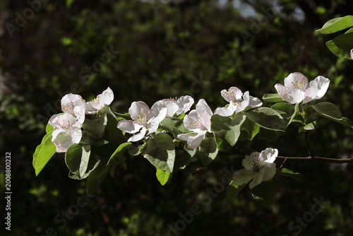 Foto cognassier en fleurs