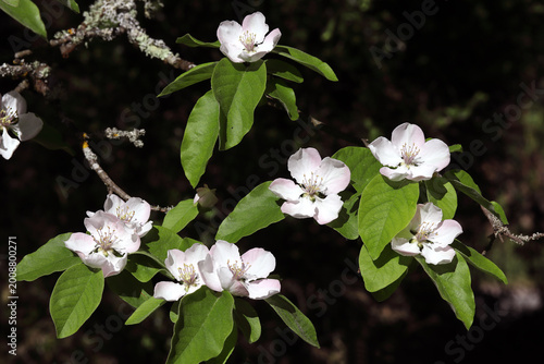 Bild auf Leinwand cognassier en fleurs