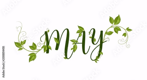 Elegant May Calligraphy with Lush Green Leaves and Decorative Vines, Spring Month Design Element