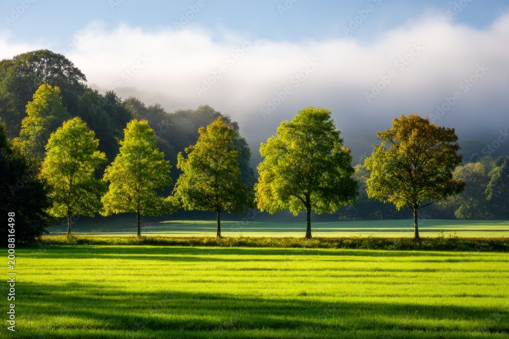 Fototapeta premium Serene Orchard Landscape in Early Morning Fog with Layered Trees and Lush Green Field