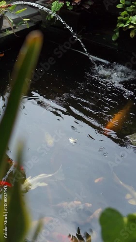 Koi Fish Close Up Swimming in Water Pond