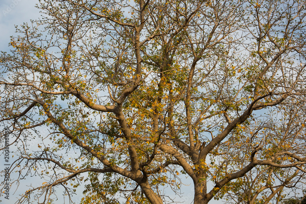 Obraz premium Big tree on sky background