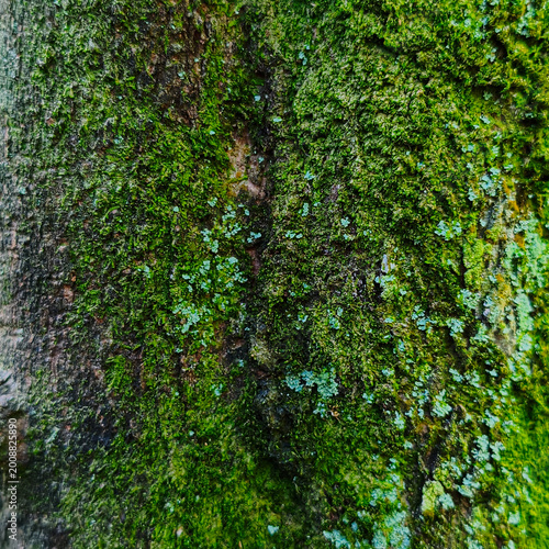Canvastavla Green Moss Texture on Tree Bark Background