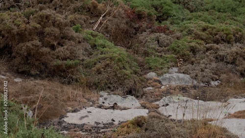 Camouflaged wild rabbit walking across sparse hillock landscape