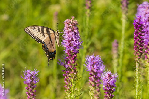 03023-03801 Eastern Tiger Swallowtail (Papilio glaucus) on Prairie blazing star (Liatris pycnostachya) Rock Cave Nature Preserve Effingham Co. IL