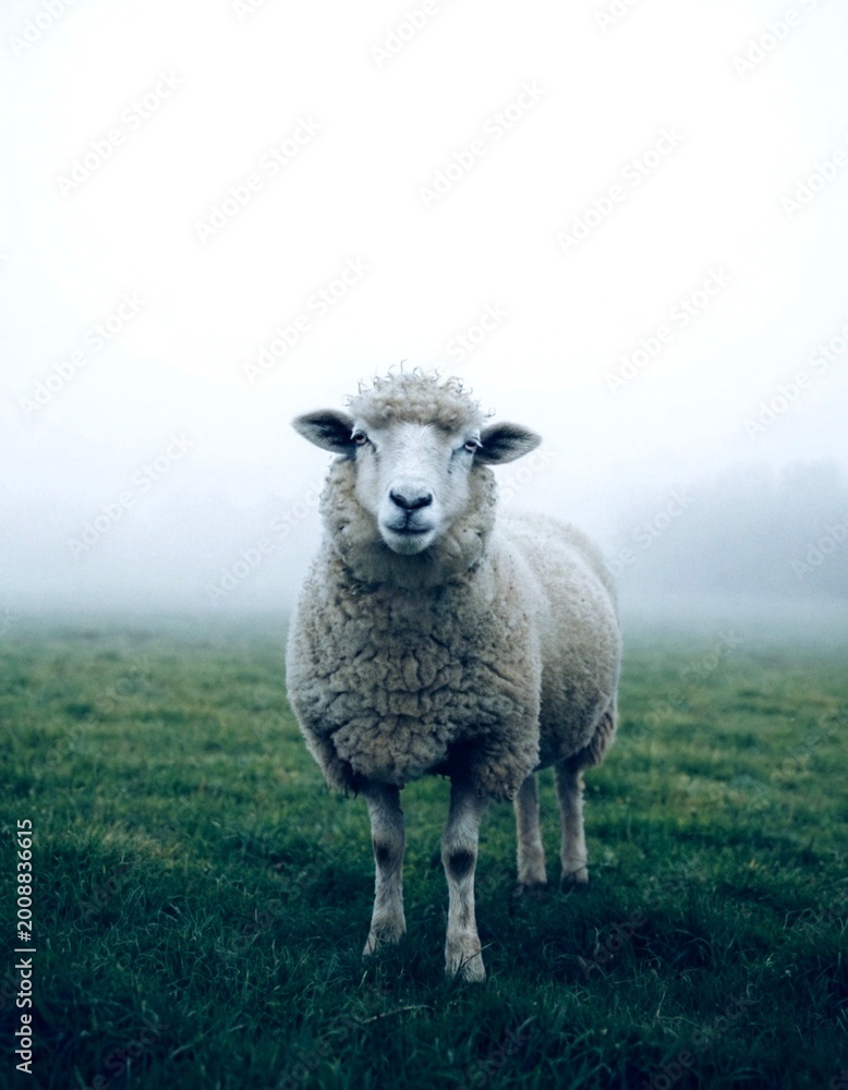 Fototapeta premium close up portret single sheep in vast foggy field,