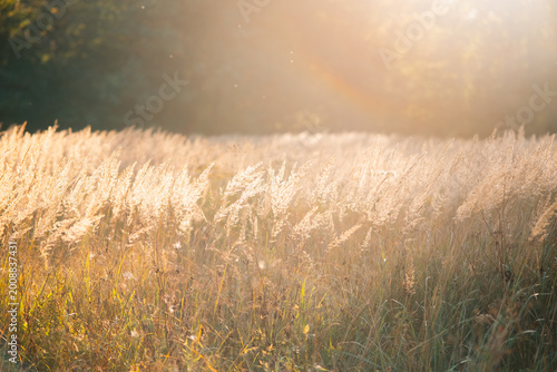 Foto Sunlight filters through a field filled with tall golden grass during the late afternoon